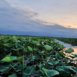 anzali-lagoon